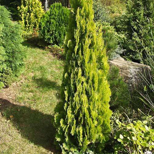 Туя восточная Pyramidalis Aurea (Пирамидалис Ауреа)