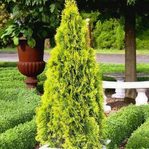 Туя восточная Pyramidalis Aurea (Пирамидалис Ауреа)