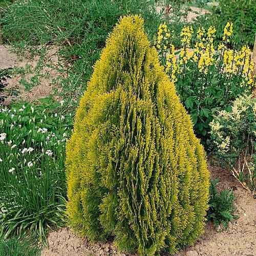 Туя восточная Pyramidalis Aurea (Пирамидалис Ауреа)