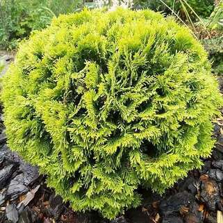 Туя западная Globosa Aurea (Глобоза Ауреа)