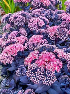 Седум (очиток) Mojave Jewels Sapphire ( Моджаве Джавел Сапфир)