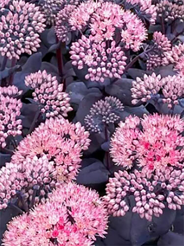 Седум (очиток) Mojave Jewels Sapphire ( Моджаве Джавел Сапфир)