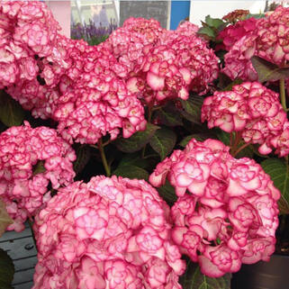 Гортензия крупнолистная You and Me Miss Saori (Ю Энд Ми Мисс Саори)