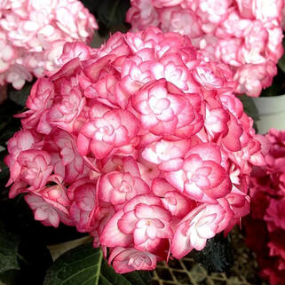 Гортензия крупнолистная You and Me Miss Saori (Ю Энд Ми Мисс Саори)