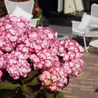 Гортензия крупнолистная You and Me Miss Saori (Ю Энд Ми Мисс Саори)