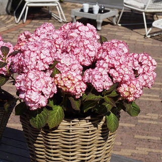 Гортензия крупнолистная You and Me Miss Saori (Ю Энд Ми Мисс Саори)