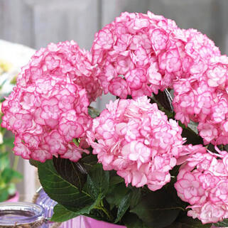 Гортензия крупнолистная You and Me Miss Saori (Ю Энд Ми Мисс Саори)