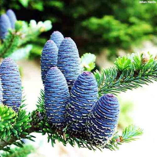 Пихта корейская (Abies Koreana)