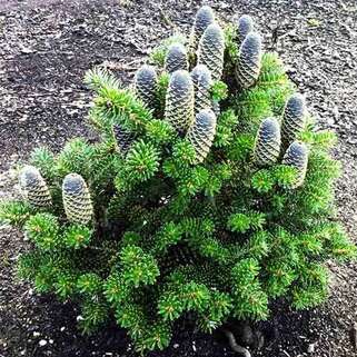 Пихта корейская (Abies Koreana)