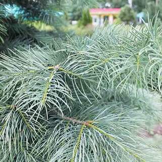 Пихта одноцветная (Abies concolor)