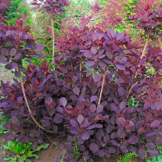 Скумпия кожевенная Lilla (Лилла)