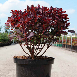 Скумпия кожевенная Lilla (Лилла)