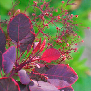 Скумпия кожевенная Lilla (Лилла)