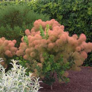 Скумпия кожевенная Young Lady (Янг Леди)