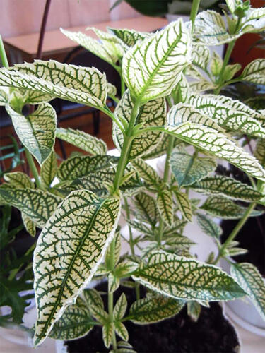 Гелиопсис Lorain Sunshine (Лорейн Саншайн)