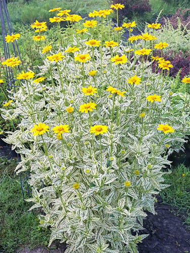 Гелиопсис Lorain Sunshine (Лорейн Саншайн)