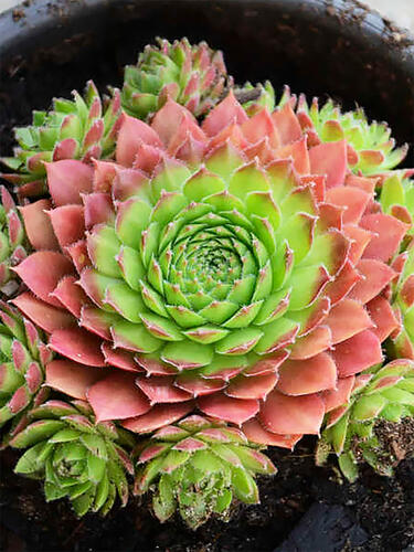 Молодило Sirius (Сириус)