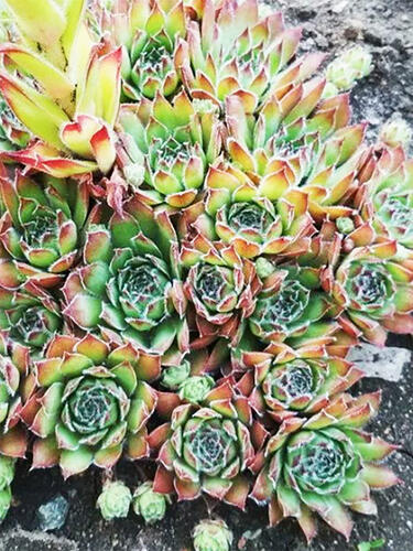 Молодило Sirius (Сириус)