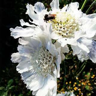 Скабиоза кавказская Fama White (Фама Вайт)