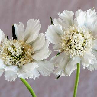 Скабиоза кавказская Fama White (Фама Вайт)