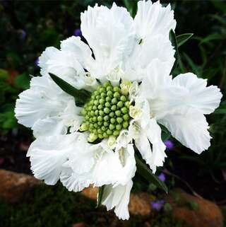 Скабиоза кавказская Fama White (Фама Вайт)