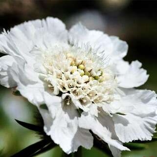 Скабиоза кавказская Fama White (Фама Вайт)