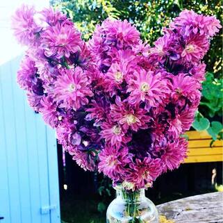 Дельфиниум Flamenco (Фламенко)