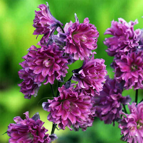 Дельфиниум Flamenco (Фламенко)