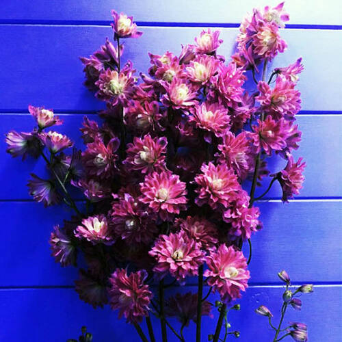 Дельфиниум Flamenco (Фламенко)