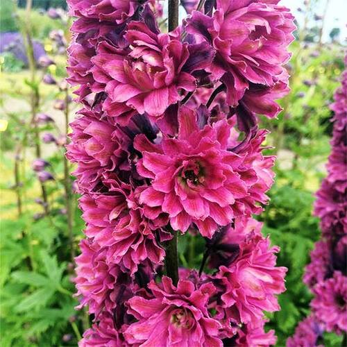 Дельфиниум Flamenco (Фламенко)