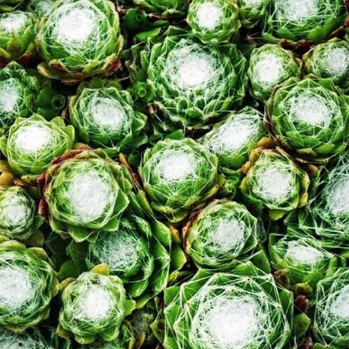 Молодило паутинистое