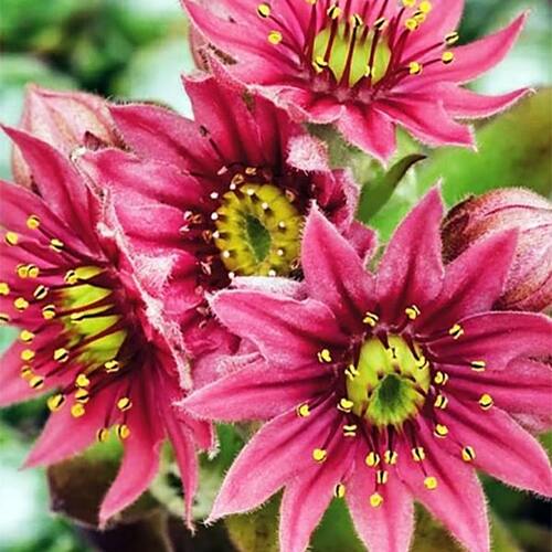 Молодило паутинистое