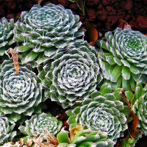 Молодило паутинистое