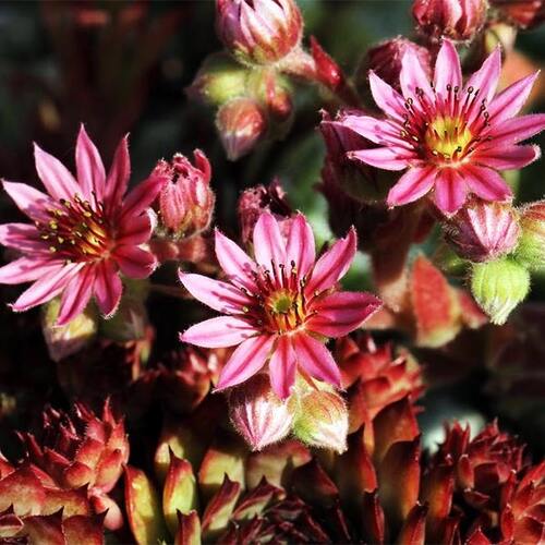 Молодило паутинистое