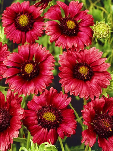 Гайлардия Burgunder (Бургундер)