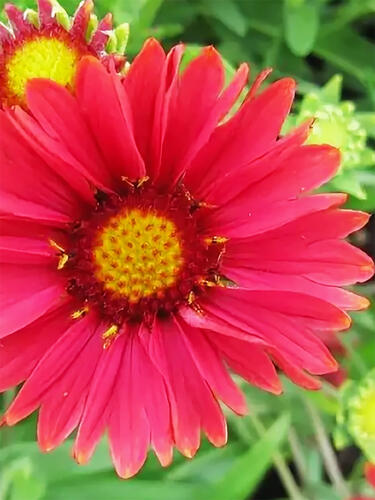 Гайлардия Burgunder (Бургундер)