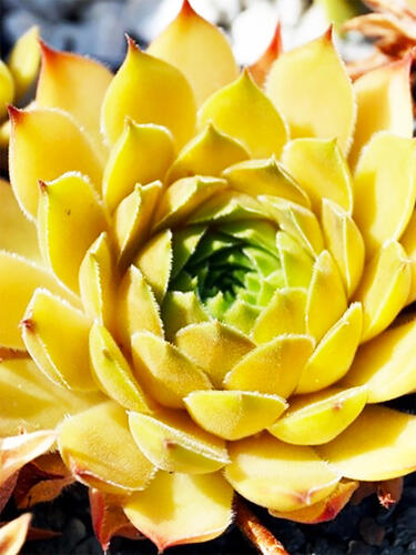 Молодило Leo ( Лео )