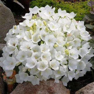Колокольчик карпатский Pearl White (Перл Вайт)