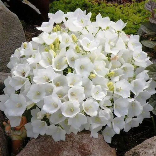 Колокольчик карпатский Pearl White (Перл Вайт)