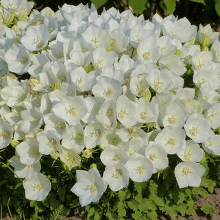 Колокольчик карпатский Pearl White (Перл Вайт)