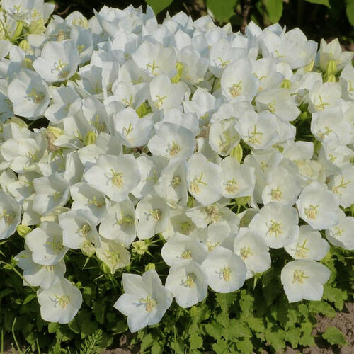 Колокольчик карпатский Pearl White (Перл Вайт)