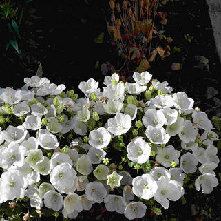 Колокольчик карпатский Pearl White (Перл Вайт)