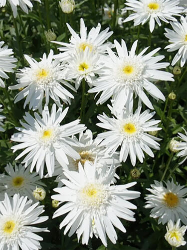 Нивяник Wirral Supreme (Виррал Суприм)