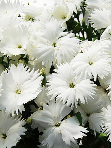 Гвоздика китайская Diana White (Диана Вайт)