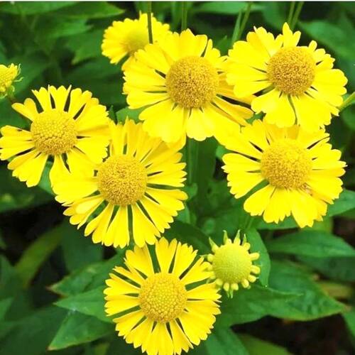 Гелениум гибридный Sombrero (Сомбреро)