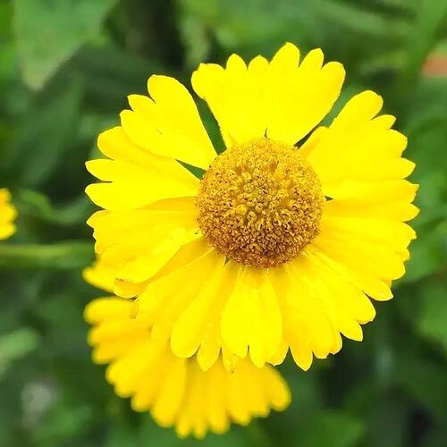 Гелениум гибридный Sombrero (Сомбреро)