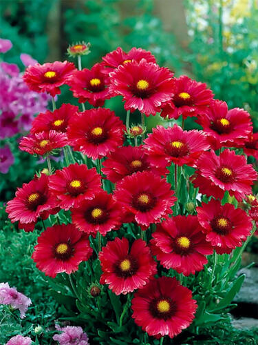 Гайлардия Burgunder (Бургундер)