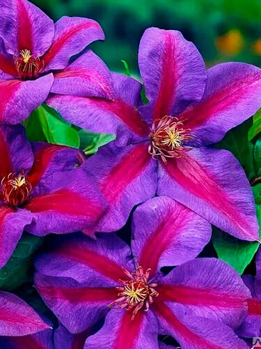 Клематис Mrs N. Thompson (Миссис Томпсон) 2 группа