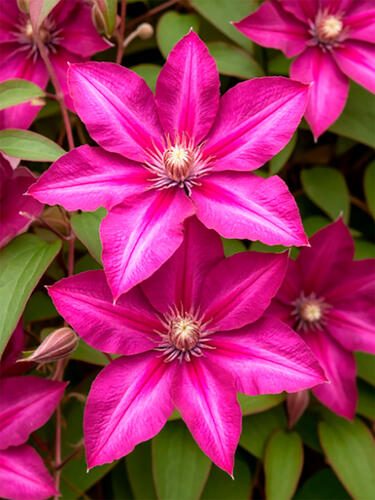 Клематис Vino (Вино) 2 группа