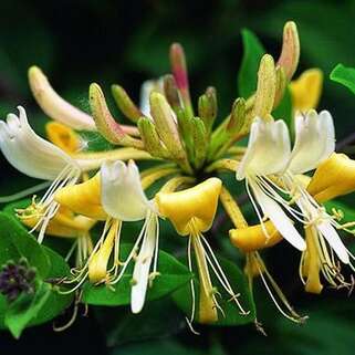 Жимолость Graham Thomas (Грэхам Томас)